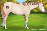 Horse Color:Classic Champagne Pearl Splash 