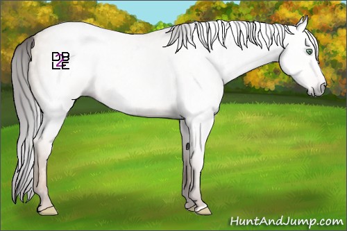 Horse Color:Gray Amber Champagne Dun
