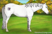 Horse Color:Gray Amber Champagne Dun 