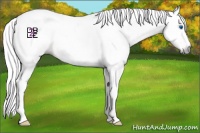 Horse Color:Gray Classic Champagne Dun Sabino Splash 