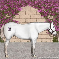 Horse Color:Gray Classic Champagne Pearl