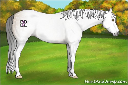 Horse Color:Gray Classic Champagne Dun Splash 
