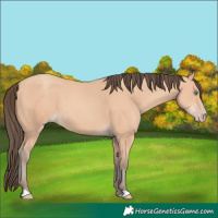 Horse Color:Amber Champagne 