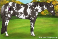 Horse Color:White Spotted Liver Chestnut 