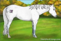 Horse Color:Gray Watercolor Silver Brown Appaloosa 
