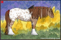 Horse Color:White Spotted Red Dun Blanket 