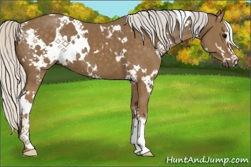 Horse Color:White Spotted Silver Smoky Black Sabino 