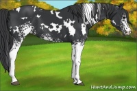 Horse Color:White Spotted Black