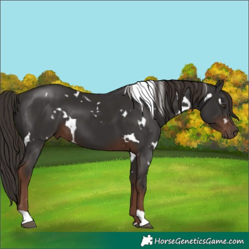 Horse Color:White Spotted Liver Chestnut
