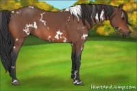 Horse Color:White Spotted Brown Roan 