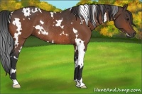 Horse Color:White Spotted Bay Rabicano 
