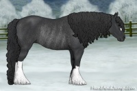 Horse Color:Black Rabicano 
