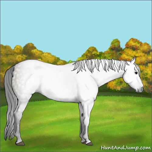 Horse Color:Gray Grullo 