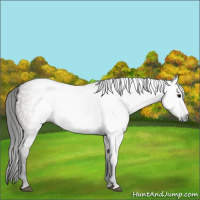 Horse Color:Gray Grullo