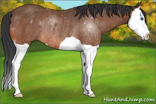 Horse Color:Bay Splash Rabicano