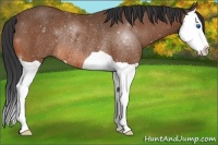 Horse Color:Bay Splash Rabicano