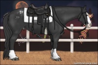 Horse Color:Black Splash Appaloosa 