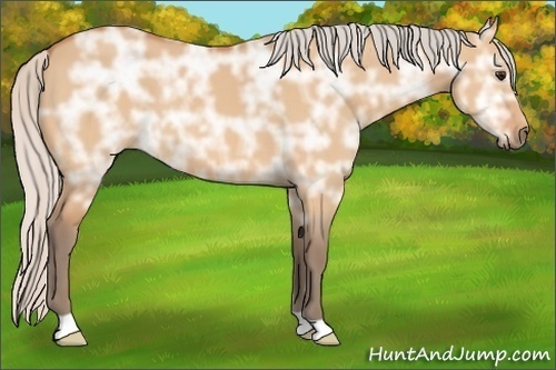 Horse Color:Silver Bay Ice Dun