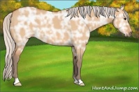 Horse Color:Silver Bay Ice Dun 
