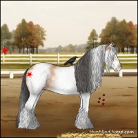 Horse Color:White Spotted Bay Dun