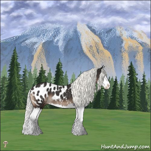Horse Color:Liver Chestnut Mushroom Splash Appaloosa 