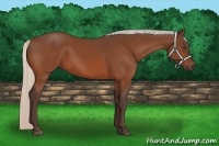 Horse Color:Silver Bay 