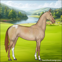 Horse Color:Red Dun Appaloosa 