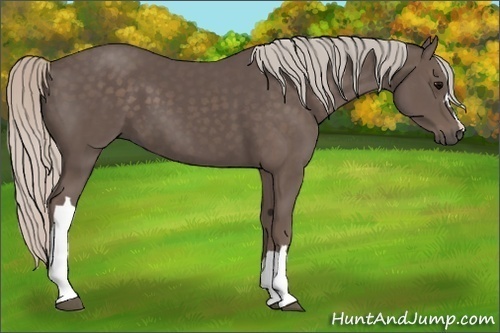 Horse Color:Silver Black