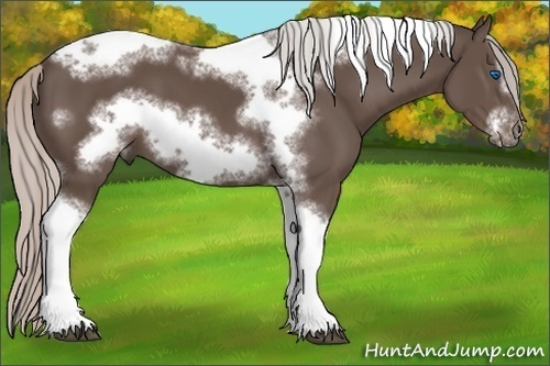 Horse Color:Silver Black Sabino Tobiano Frame