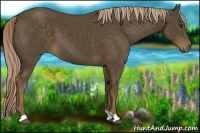 Horse Color:Chocolate Palomino 