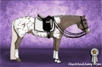 Horse Color:Silver Black Appaloosa 