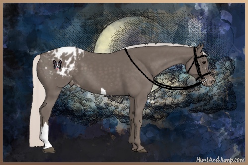 Horse Color:Silver Black Appaloosa 