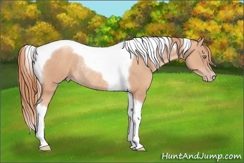Horse Color:Gold Champagne Tobiano Rabicano 
