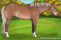 Horse Color:Silver Bay Roan 