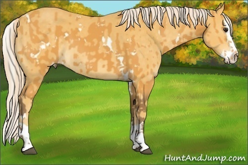 Horse Color:White Spotted Silver Buckskin Splash  and Palomino Splash 