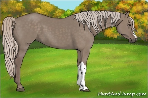 Horse Color:Silver Grullo 