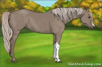 Horse Color:Silver Grullo 