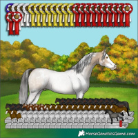Horse Color:White Spotted Brown Dun Splash Rabicano 