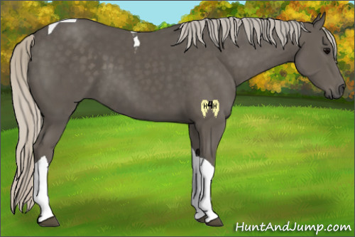 Horse Color:Silver Black Tobiano