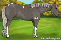 Horse Color:Silver Black Tobiano 