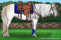 Horse Color:Gray Chestnut