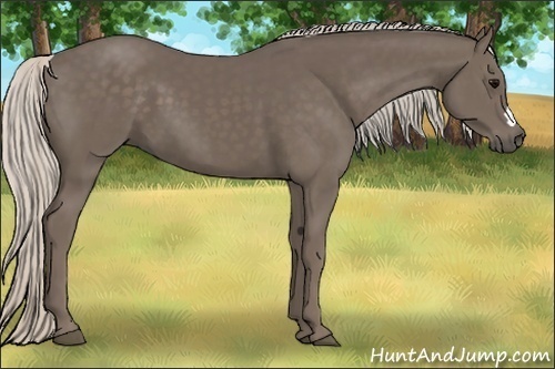 Horse Color:Unknown 