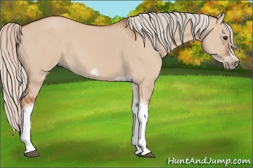 Horse Color:Silver Bay Dun Sabino Tobiano Frame Rabicano 
