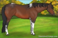 Horse Color:Bay Tobiano Frame 