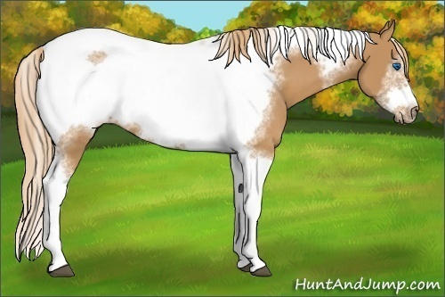 Horse Color:Chestnut Tobiano Frame