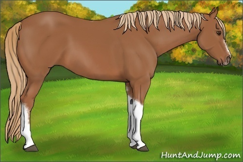 Horse Color:Chestnut Tobiano Frame 