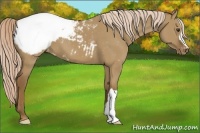 Horse Color:Chocolate Palomino Dun Appaloosa 