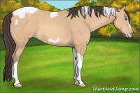 Horse Color:Amber Champagne Tobiano Frame 