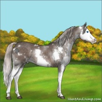 Horse Color:White Spotted Silver Black Splash 
