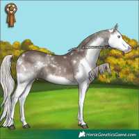 Horse Color:White Spotted Silver Black Splash